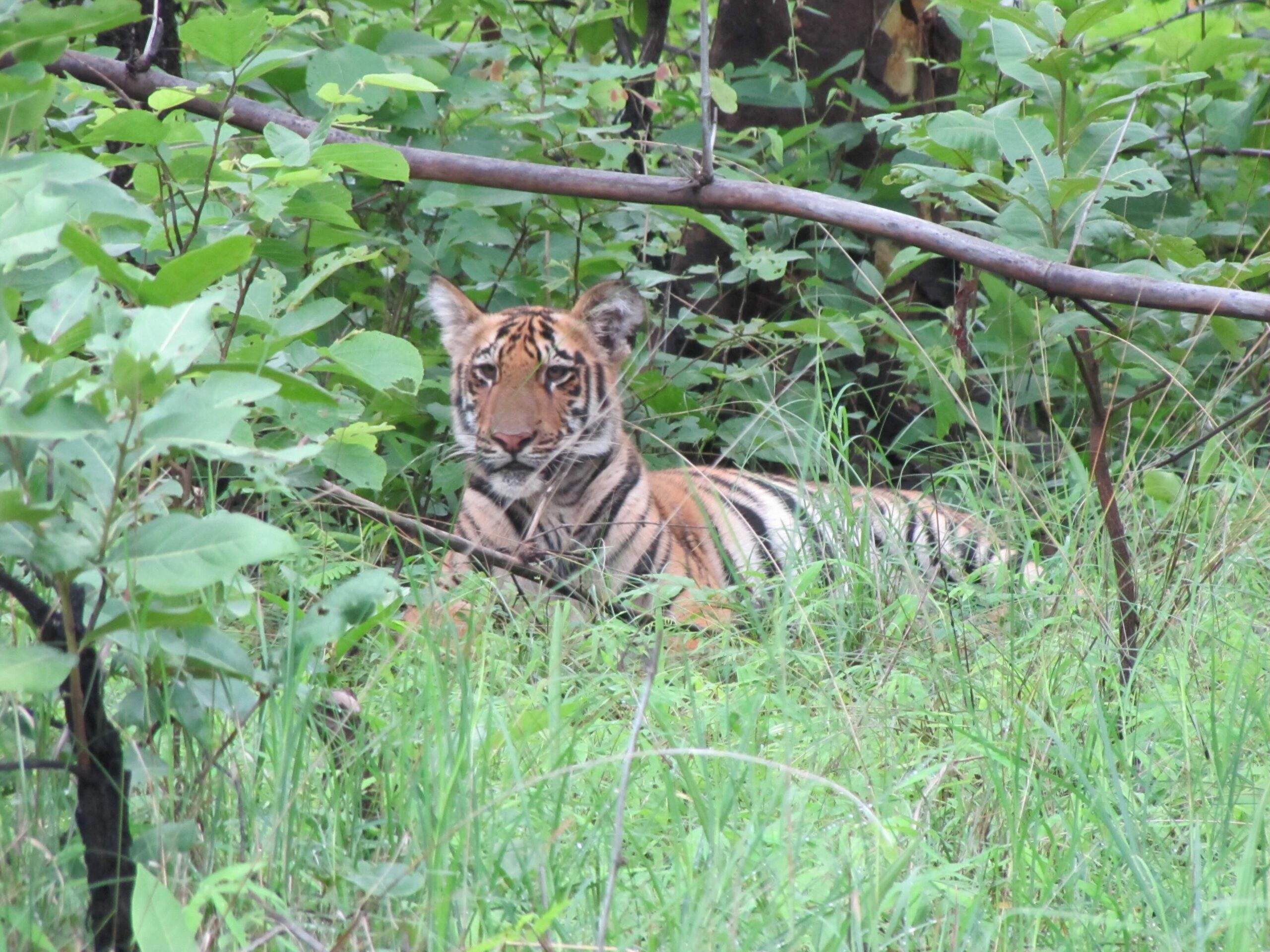 Our First Jungle Safari with 6 Tigers!! – Part 1