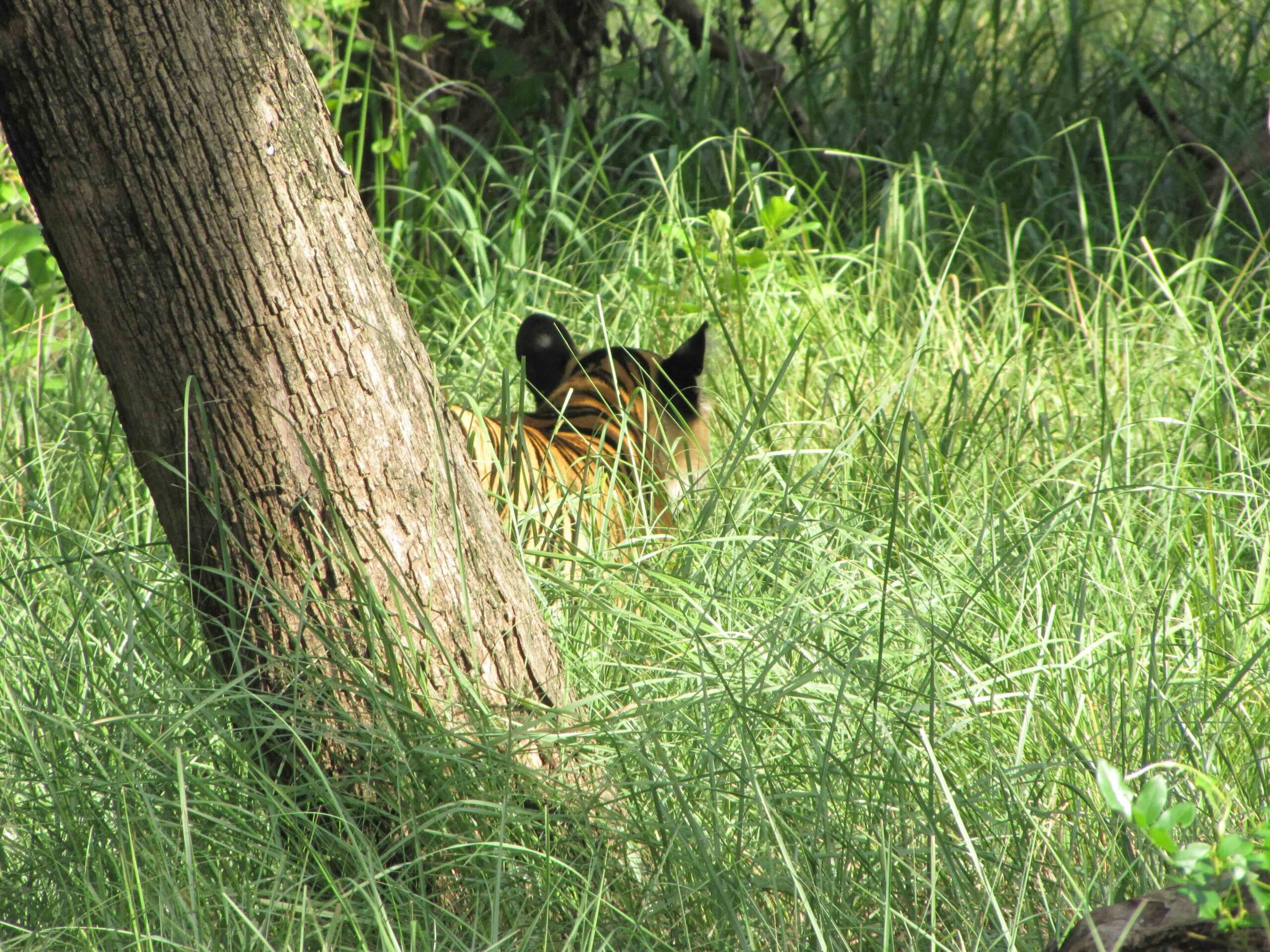 Our First Jungle Safari with 6 Tigers!! PART 2